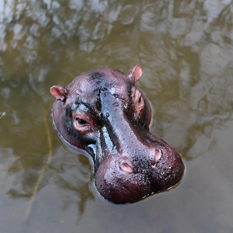 1 piece set of realistic hippopotamus decorative statues, simulated animal resin statue ornaments, - Image 4